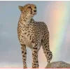 🤩 Эмодзи «Cheetahs» для Telegram