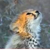 🤩 Эмодзи «Cheetahs» для Telegram