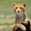 🤩 Эмодзи «Cheetahs» для Telegram