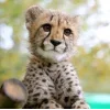 🤩 Эмодзи «Cheetahs» для Telegram