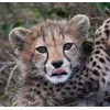 🤩 Эмодзи «Cheetahs» для Telegram