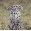 🤩 Эмодзи «Cheetahs» для Telegram