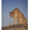 🤩 Эмодзи «Cheetahs» для Telegram