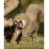 🤩 Эмодзи «Cheetahs» для Telegram