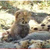 🤩 Эмодзи «Cheetahs» для Telegram