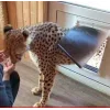🤩 Эмодзи «Cheetahs» для Telegram