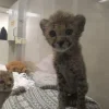 🤩 Эмодзи «Cheetahs» для Telegram