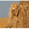 🤩 Эмодзи «Cheetahs» для Telegram