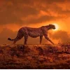 🤩 Эмодзи «Cheetahs» для Telegram