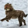🤩 Эмодзи «Cheetahs» для Telegram
