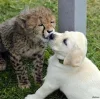 🤩 Эмодзи «Cheetahs» для Telegram