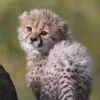 🤩 Эмодзи «Cheetahs» для Telegram