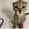🤩 Эмодзи «Cheetahs» для Telegram