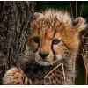 🤩 Эмодзи «Cheetahs» для Telegram