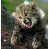 🤩 Эмодзи «Cheetahs» для Telegram