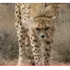 🤩 Эмодзи «Cheetahs» для Telegram