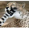 🤩 Эмодзи «Cheetahs» для Telegram