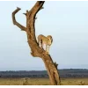 🤩 Эмодзи «Cheetahs» для Telegram