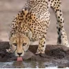 🤩 Эмодзи «Cheetahs» для Telegram