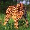 🤩 Эмодзи «Cheetahs» для Telegram