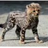 🤩 Эмодзи «Cheetahs» для Telegram