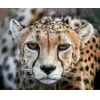🤩 Эмодзи «Cheetahs» для Telegram