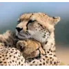 🤩 Эмодзи «Cheetahs» для Telegram
