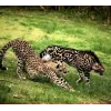 🤩 Эмодзи «Cheetahs» для Telegram