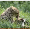 🤩 Эмодзи «Cheetahs» для Telegram