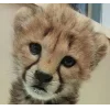 🤩 Эмодзи «Cheetahs» для Telegram