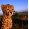 🤩 Эмодзи «Cheetahs» для Telegram