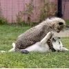 🤩 Эмодзи «Cheetahs» для Telegram