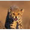 🤩 Эмодзи «Cheetahs» для Telegram