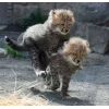 🤩 Эмодзи «Cheetahs» для Telegram