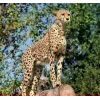 🤩 Эмодзи «Cheetahs» для Telegram