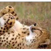 🤩 Эмодзи «Cheetahs» для Telegram