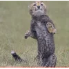 🤩 Эмодзи «Cheetahs» для Telegram