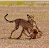 🤩 Эмодзи «Cheetahs» для Telegram