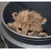 🤩 Эмодзи «Cheetahs» для Telegram