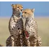 🤩 Эмодзи «Cheetahs» для Telegram