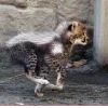 🤩 Эмодзи «Cheetahs» для Telegram
