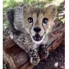🤩 Эмодзи «Cheetahs» для Telegram
