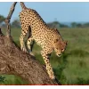 🤩 Эмодзи «Cheetahs» для Telegram