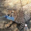 🤩 Эмодзи «Cheetahs» для Telegram