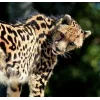 🤩 Эмодзи «Cheetahs» для Telegram