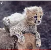🤩 Эмодзи «Cheetahs» для Telegram