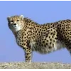 🤩 Эмодзи «Cheetahs» для Telegram