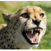 🤩 Эмодзи «Cheetahs» для Telegram