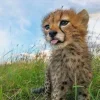 🤩 Эмодзи «Cheetahs» для Telegram