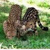 🤩 Эмодзи «Cheetahs» для Telegram